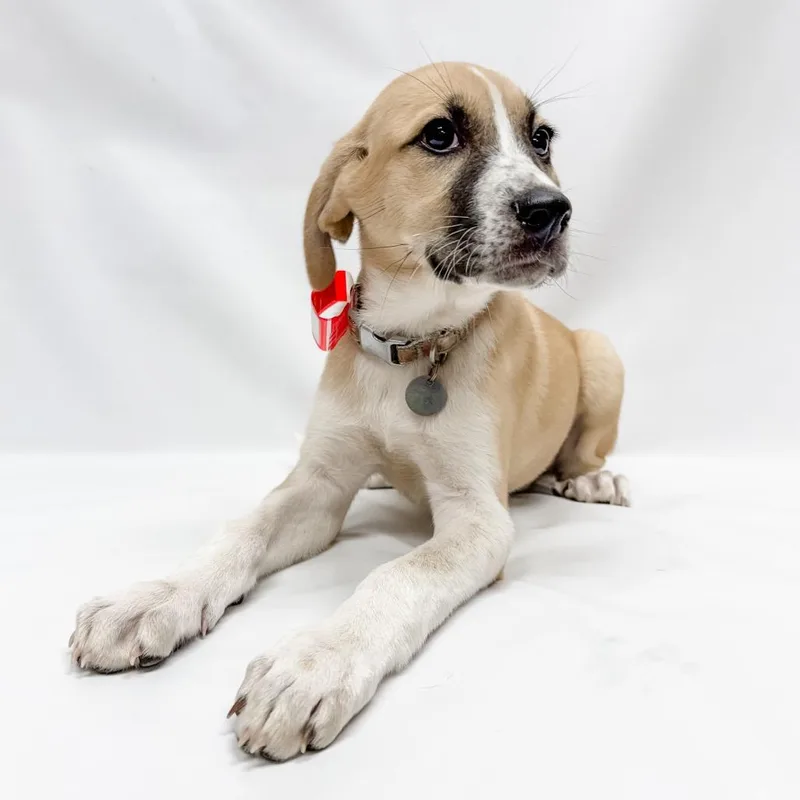 A baby small-sized female Great Pyrenees dog named Ivy for adoption in Parker, CO