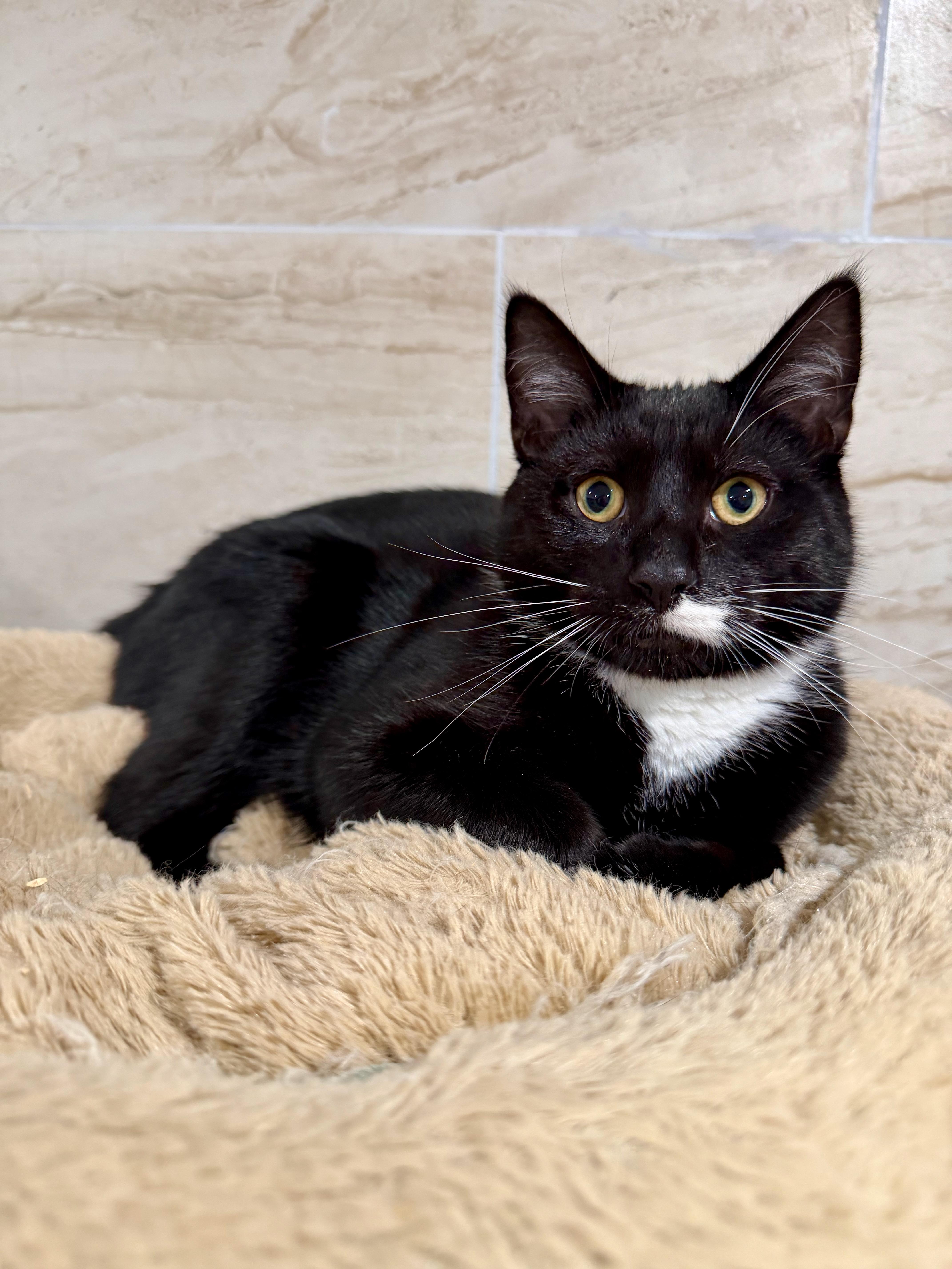 A young medium-sized male Black & White / Tuxedo Domestic Short Hair cat named Dawson for adoption in Manhasset, NY