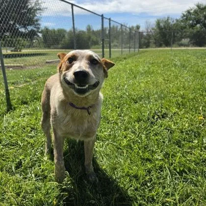 An adult medium-sized male Fox Terrier dog named Basil for adoption in Scottsbluff, NE