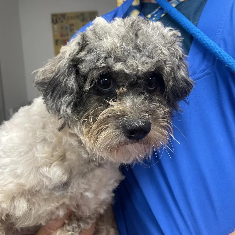 An adult small-sized female Apricot / Beige Mixed Breed dog named Drisella for adoption in Webster, TX
