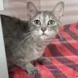A young medium-sized female Dilute Tortoiseshell American Shorthair cat named Narnia for adoption in Hackensack, MN