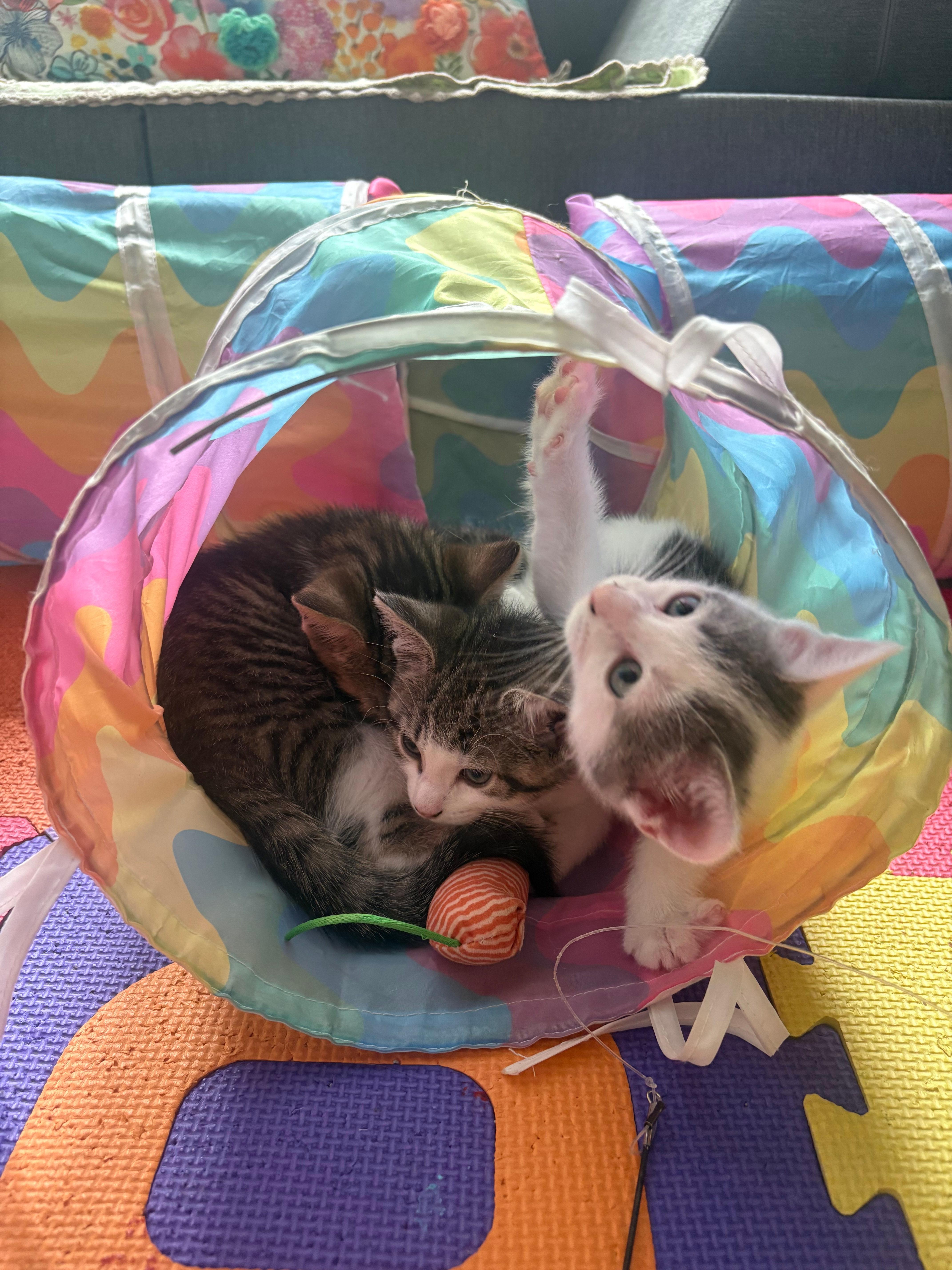 A baby small-sized female Domestic Short Hair cat named London for adoption in Melrose, MA