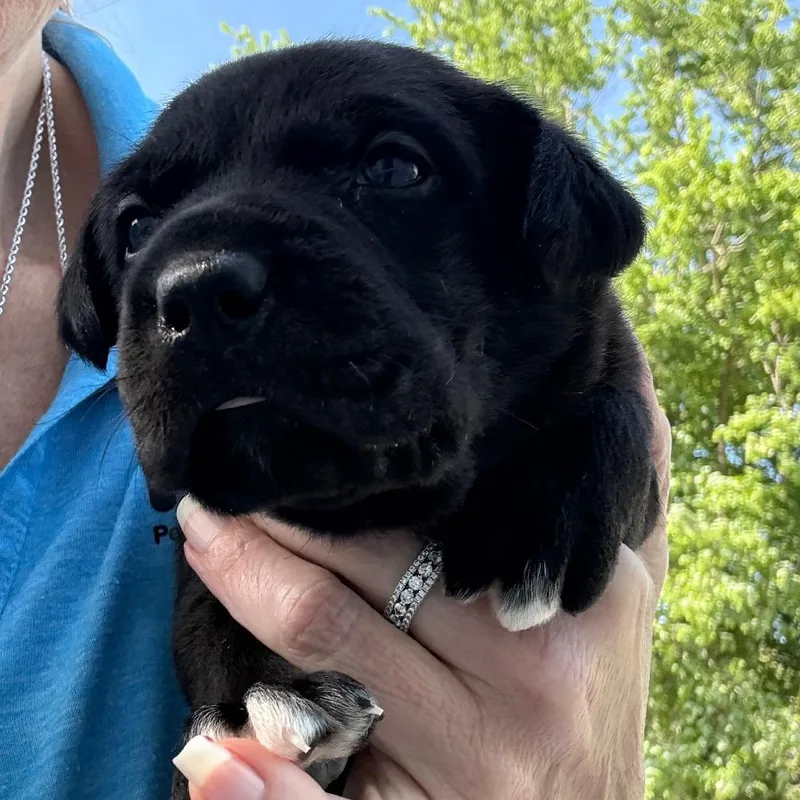 A baby medium-sized male Labrador Retriever dog named Benson for adoption in Normal, IL