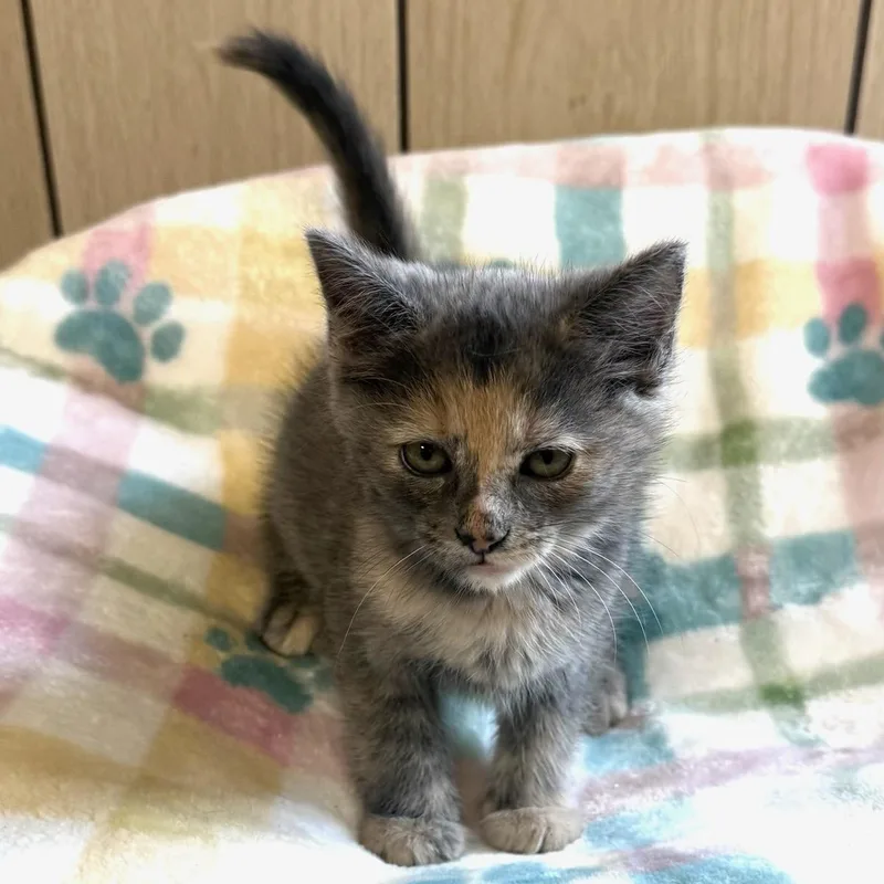 A baby medium-sized female Dilute Tortoiseshell Domestic Short Hair cat named Pebbles for adoption in Greensburg, PA