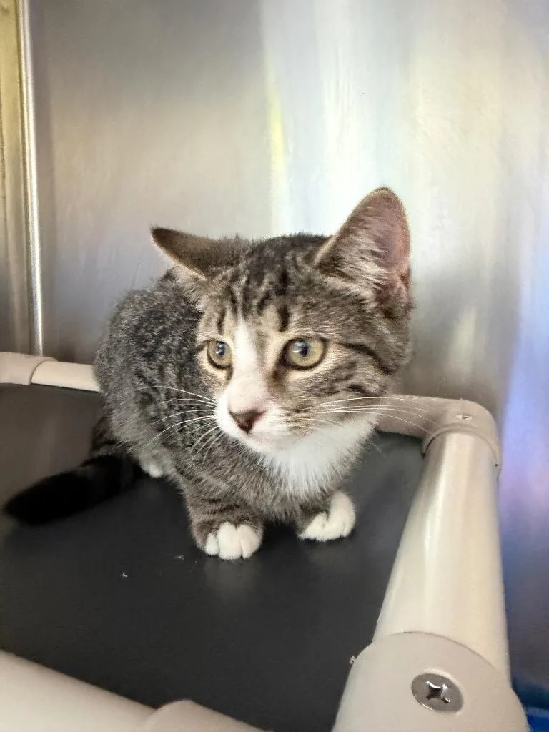 A baby medium-sized female Domestic Short Hair cat named Ymca for adoption in Pomona, NY