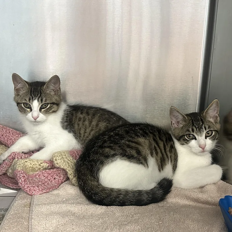 A baby medium-sized male Domestic Short Hair cat named Modelo & Coquito for adoption in Clifton, NJ