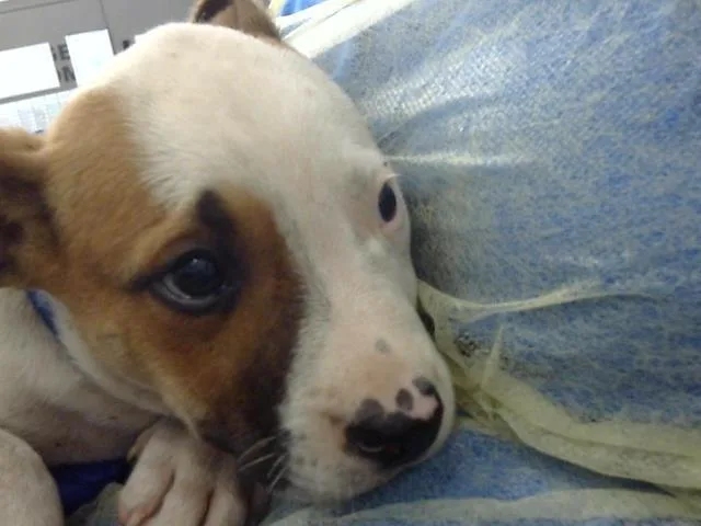 A baby large-sized male Mixed Breed dog named Marley for adoption in Dallas, TX