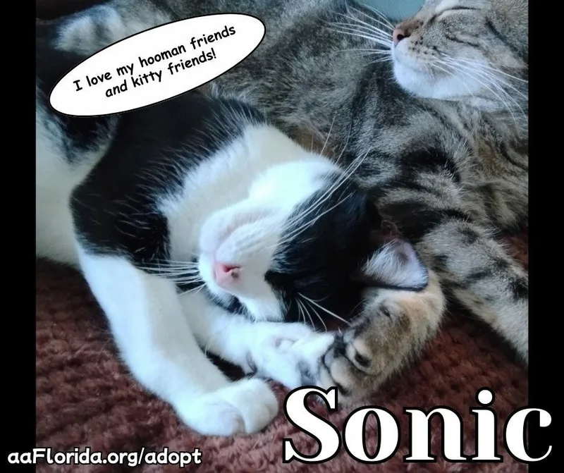 Sonic thumbnail 2