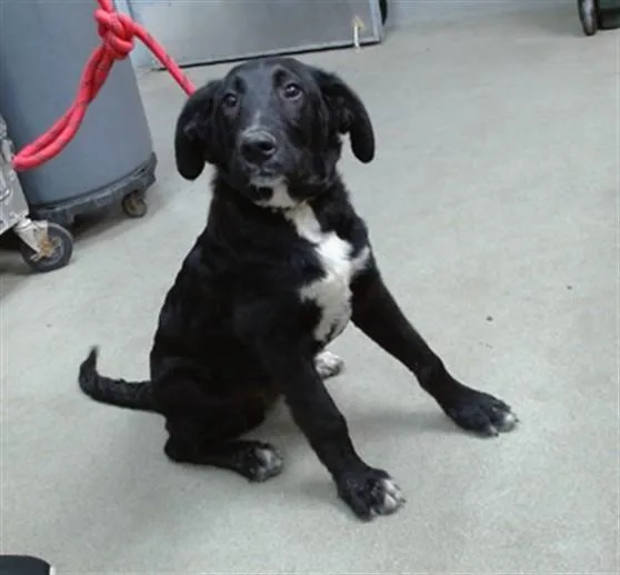 A young medium-sized male Labrador Retriever dog named Vader for adoption in Salinas, CA