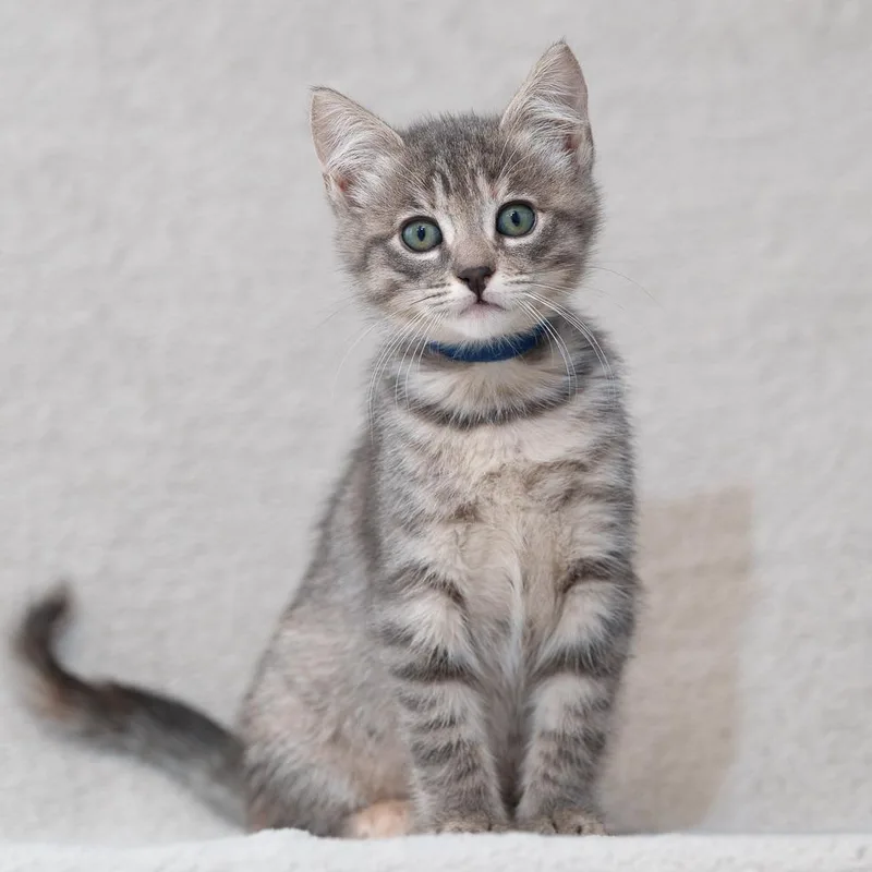 A baby small-sized female Gray / Blue / Silver Domestic Medium Hair cat named Parsley for adoption in Sunnyvale, CA