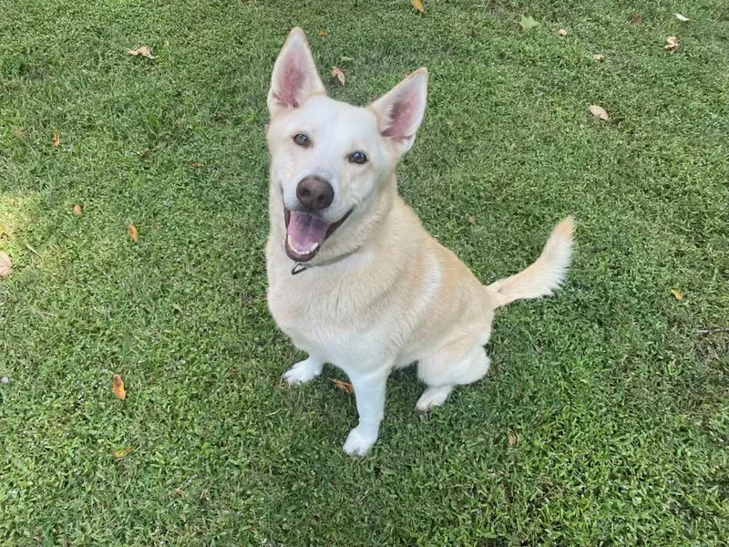 A senior medium-sized male Apricot / Beige Husky dog named Nova for adoption in Kingwood, TX