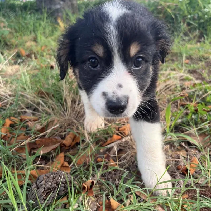 A baby medium-sized female Tricolor (Brown, Black, & White) Australian Shepherd dog named Coral for adoption in Pelham, NH