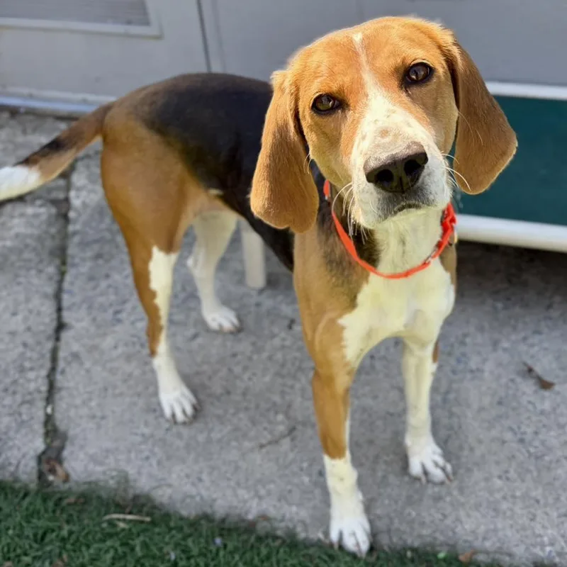 An adult medium-sized female Tricolor (Brown, Black, & White) Foxhound dog named Dolly for adoption in Whitehall, PA