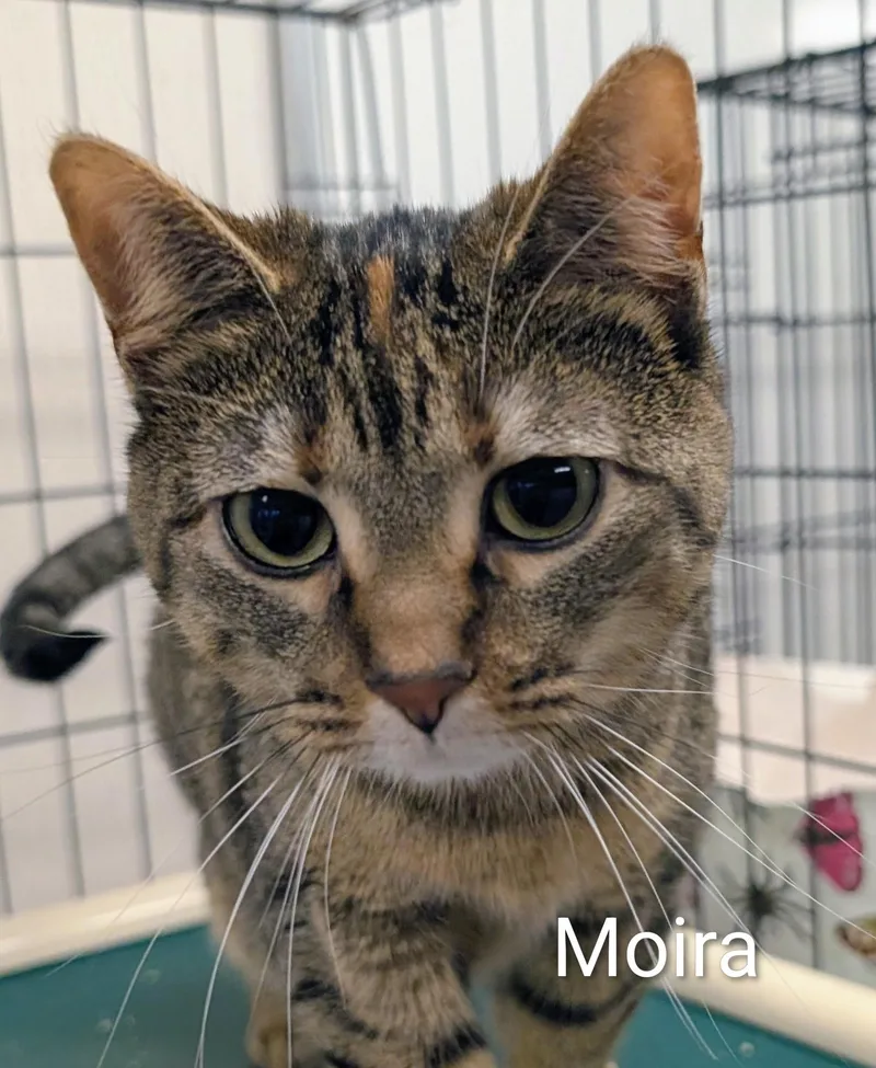 An adult medium-sized female Tabby (Tiger Striped) Domestic Short Hair cat named Moira for adoption in Colfax, IA