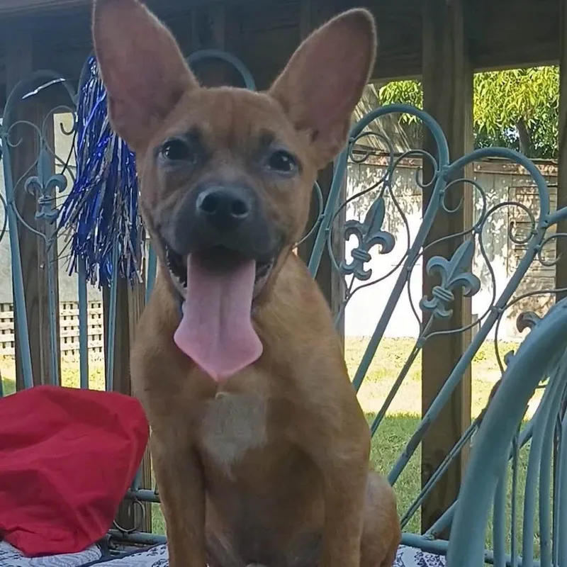 Hugo