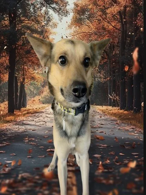 Max