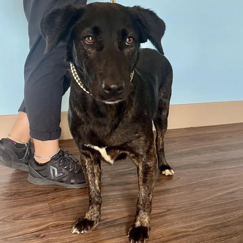 An adult medium-sized female Brindle Mixed Breed dog named Daisy Lou for adoption in LOXAHATCHEE, FL