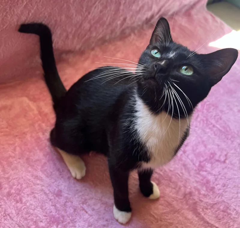 A young medium-sized female Black & White / Tuxedo Domestic Short Hair cat named Lappi for adoption in Brooklyn, NY