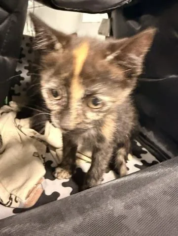 A baby small-sized female Domestic Short Hair cat named Licorice for adoption in San Martin, CA