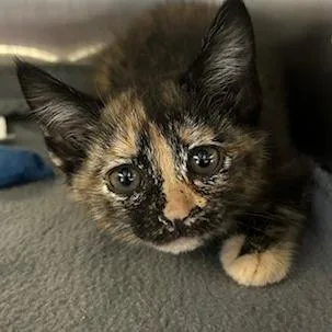 A baby small-sized female Tortoiseshell Domestic Short Hair cat named Kyla for adoption in Knoxville, TN