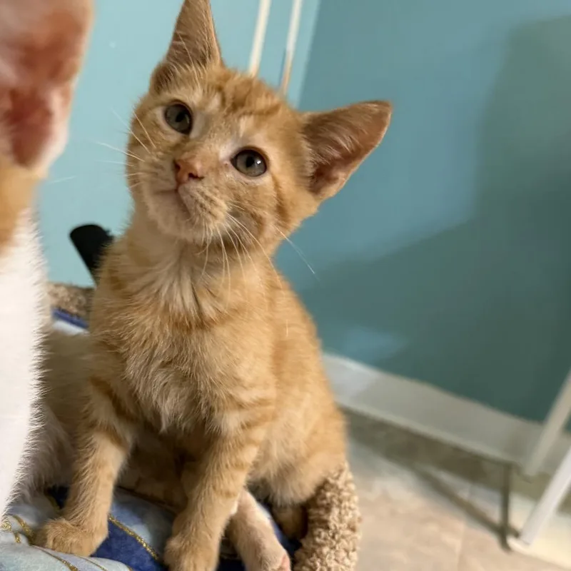 A baby small-sized male Orange / Red Domestic Short Hair cat named Time Stands Still for adoption in Fredericksburg, VA