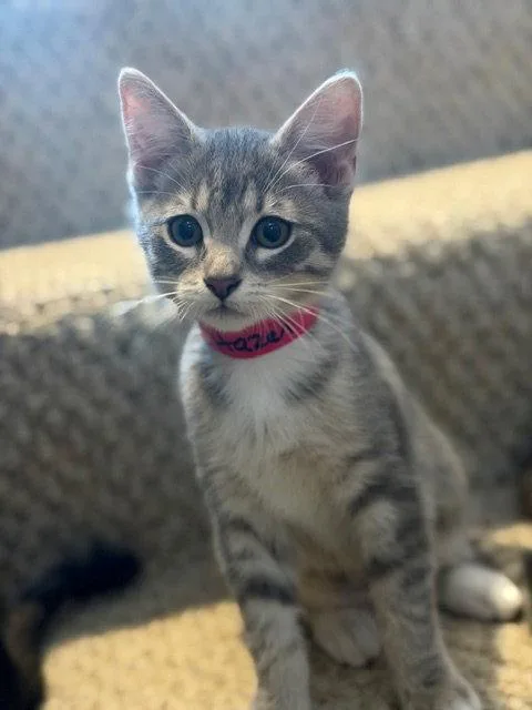 A young medium-sized female Gray & White Domestic Short Hair cat named Hazel for adoption in Rochester, NY