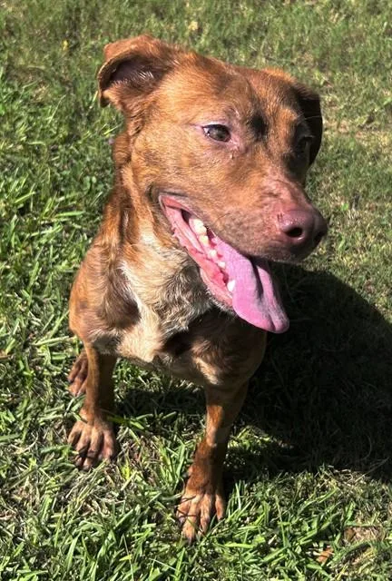 A young medium-sized female Hound dog named Sylvie for adoption in Appling, GA