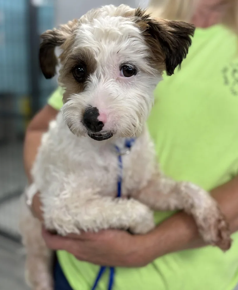 A young small-sized female Yellow / Tan / Blond / Fawn Terrier dog named Riesling for adoption in Broken Arrow, OK
