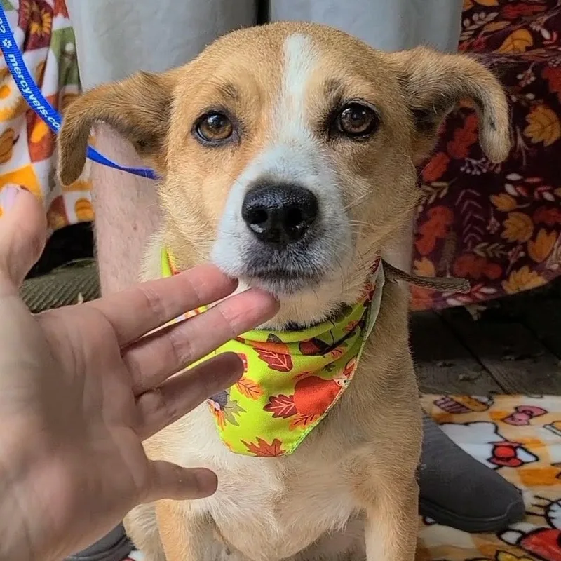 An adult medium-sized female Mixed Breed dog named Tippy for adoption in Woolwich, ME