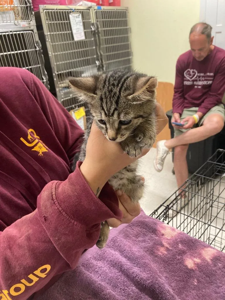 A baby small-sized male Domestic Short Hair cat named Walsh for adoption in Meriden, CT