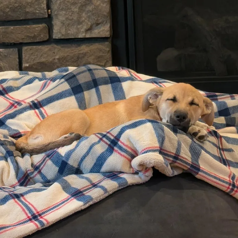 A baby medium-sized female Yellow / Tan / Blond / Fawn Mixed Breed dog named June Bug for adoption in Bend, OR