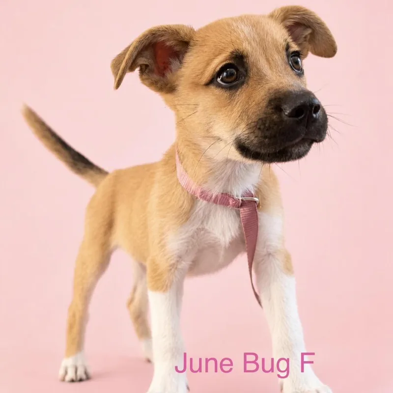 June Bug thumbnail 2