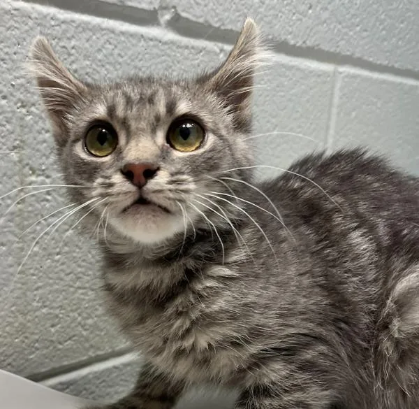 A baby small-sized male Domestic Short Hair cat named Moonbeam for adoption in Golden, CO