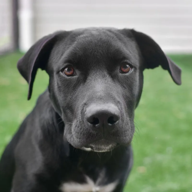 Kovu thumbnail 2
