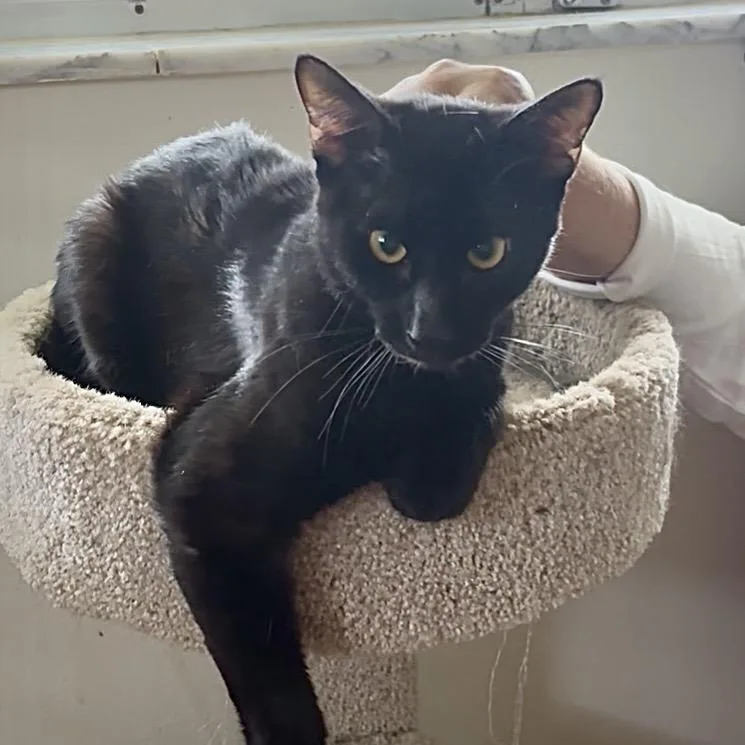 A young large-sized male Black Domestic Short Hair cat named Sashu for adoption in Boston, MA