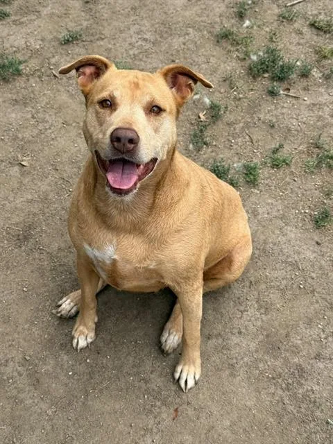 An adult medium-sized female Pit Bull Terrier dog named Mama May for adoption in Riverside, CA