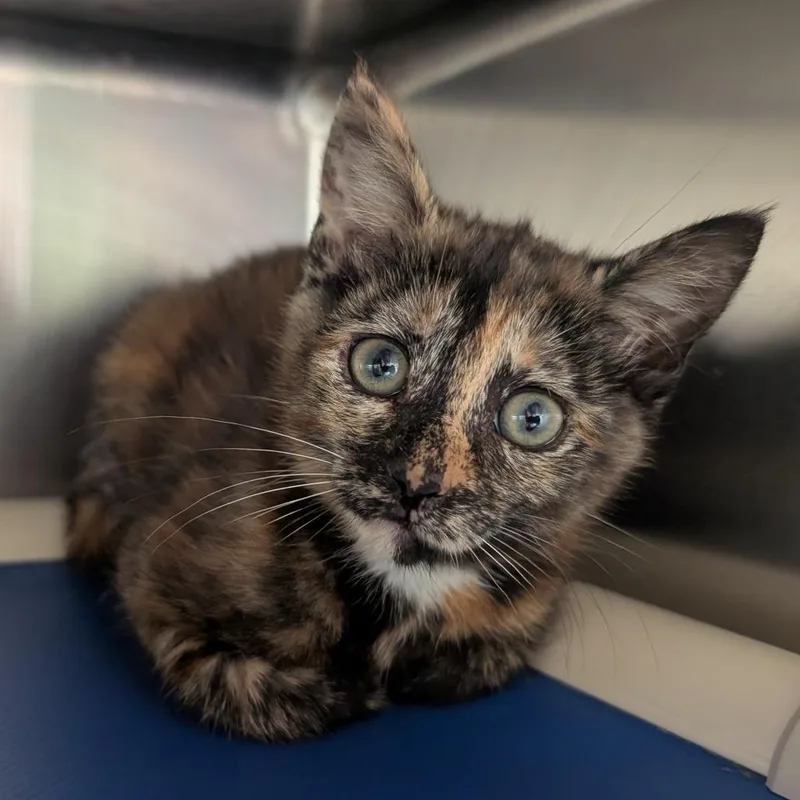A baby small-sized female Calico Domestic Short Hair cat named Randi for adoption in Emporia, KS