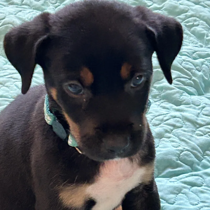 A baby medium-sized male Tricolor (Brown, Black, & White) Rottweiler dog named Sturgis for adoption in Texarkana, TX