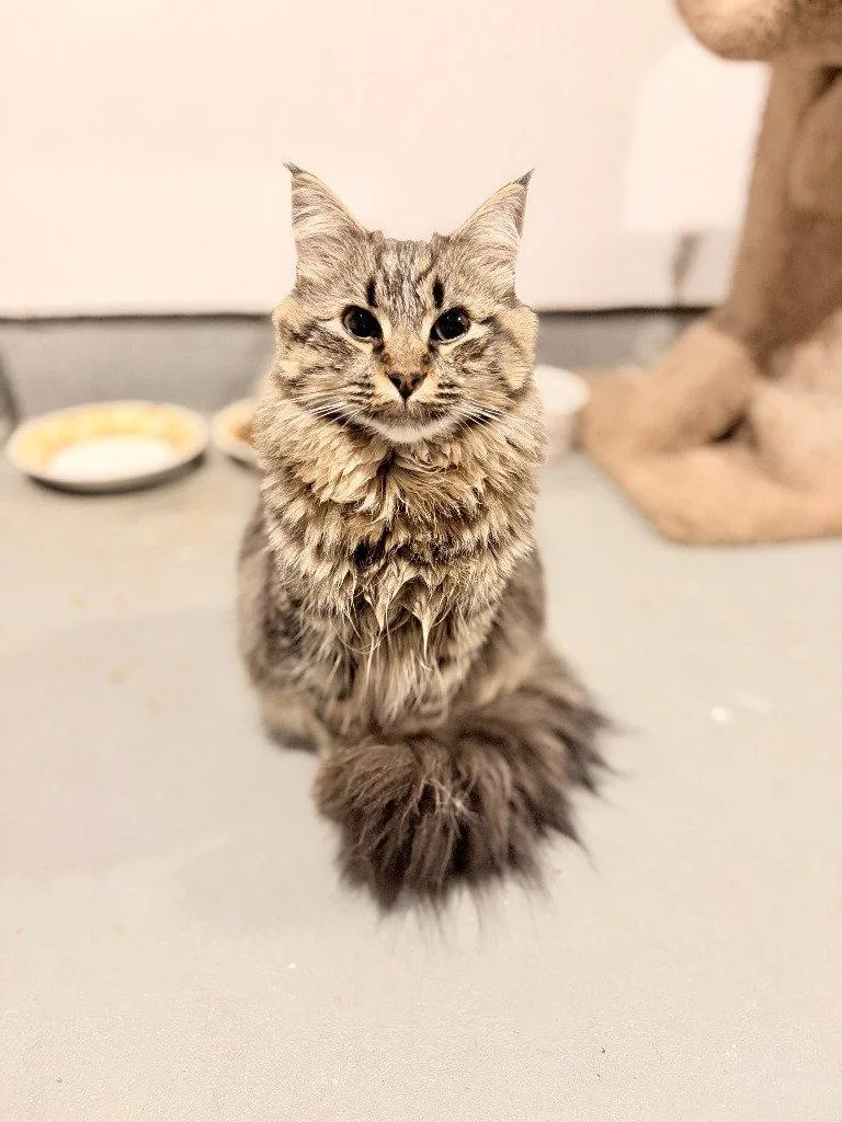 A young medium-sized female Domestic Long Hair cat named Nala for adoption in St. Helens, OR
