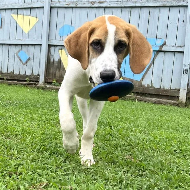 A young medium-sized male Foxhound dog named Jack for adoption in Boston, MA