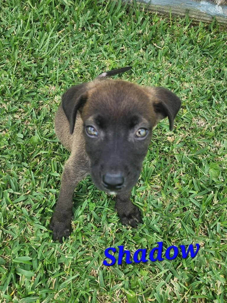 A baby medium-sized male Labrador Retriever dog named Shadow for adoption in New Bern, NC