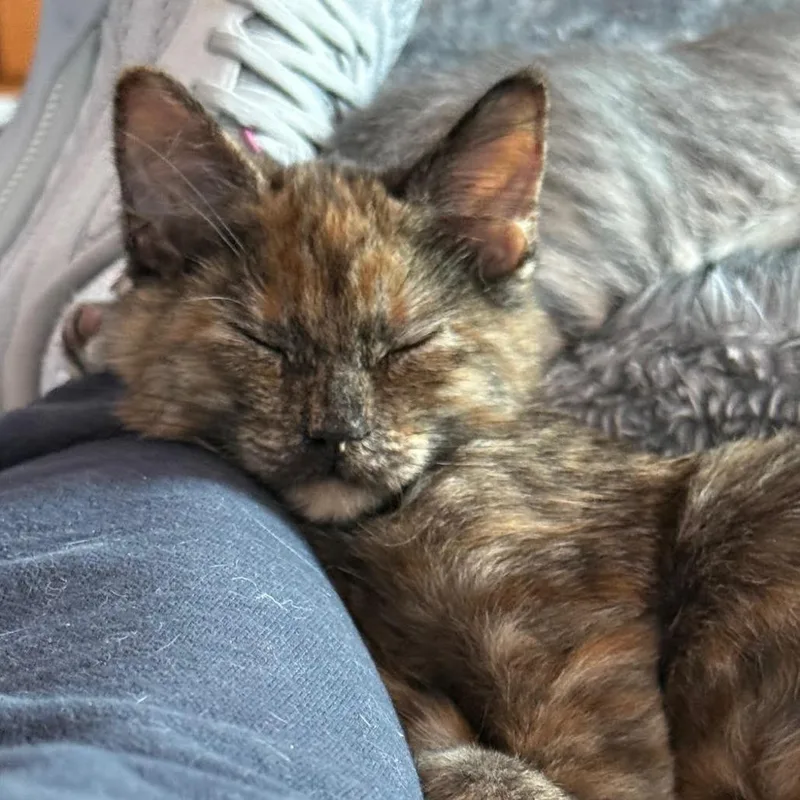 A young small-sized female Tortoiseshell Domestic Medium Hair cat named Bonnie for adoption in Houston, TX