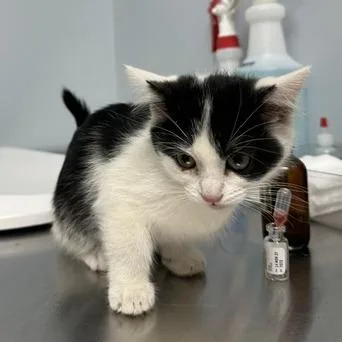 Acorn