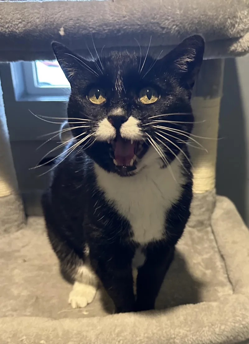 An adult medium-sized female Tuxedo cat named Flower for adoption in Stagecoach, NV