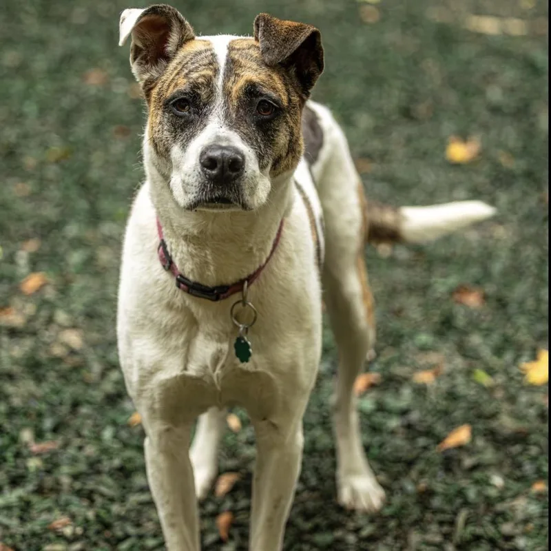 Ricky Bobby thumbnail 2