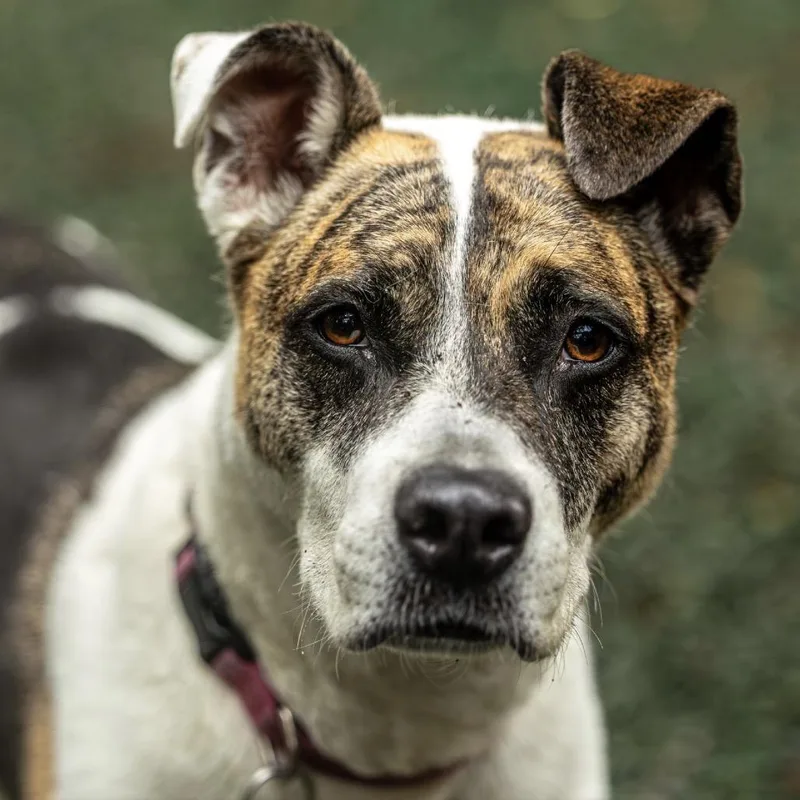 Ricky Bobby thumbnail 3