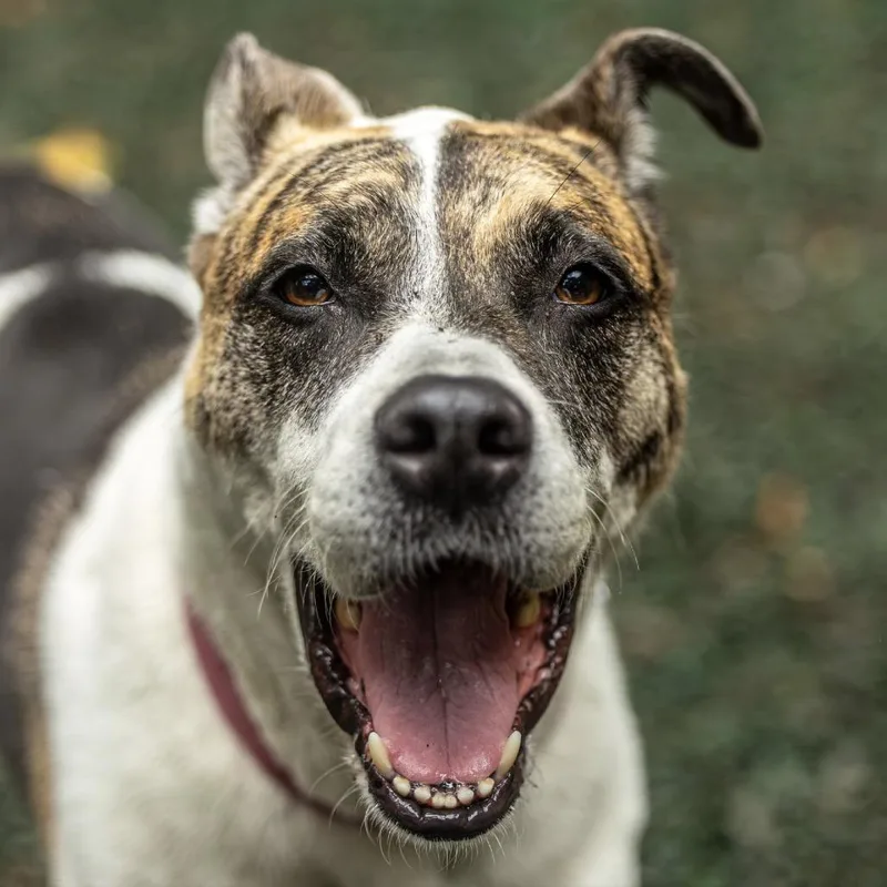 Ricky Bobby thumbnail 4