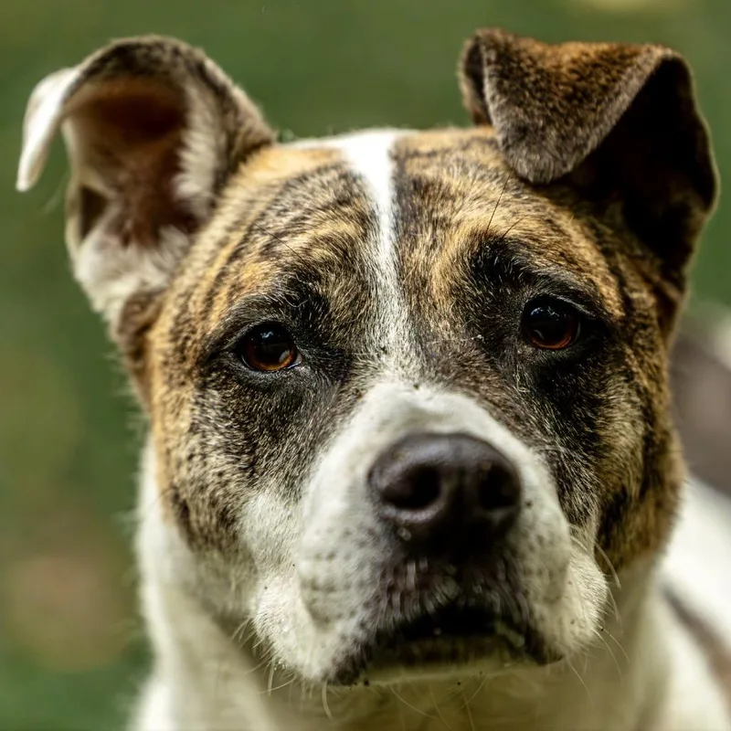 Ricky Bobby thumbnail 6