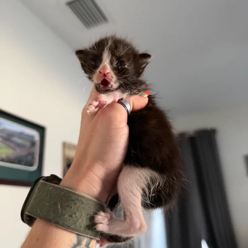Fiona thumbnail 2