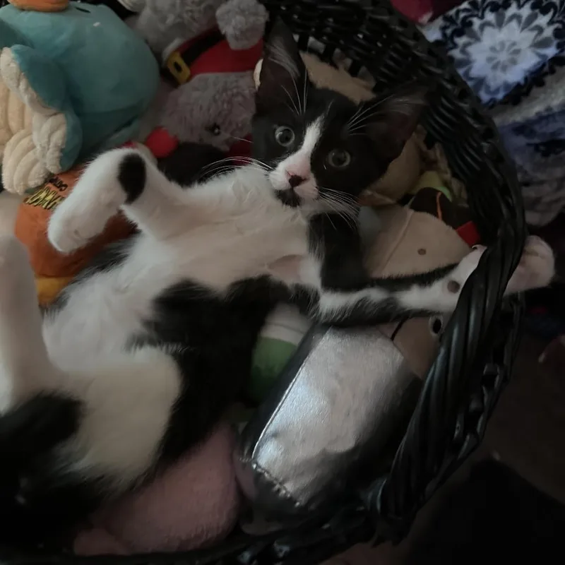 Fiona thumbnail 3